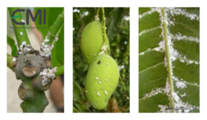 Rệp sáp trên cây ăn quả