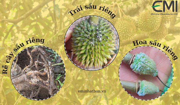 Rệp sáp tấn công vào tất cả các bộ phận của cây sầu riêng
