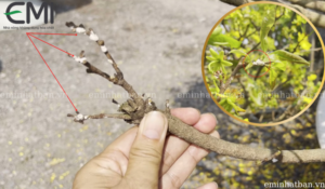Rệp sáp trên cây cảnh