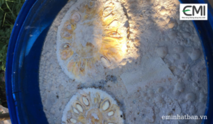 Sử dụng phân bón tự ủ thay thế phân bón hoá học trong canh tác không hoá chất