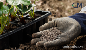 Những điều bạn cần biết về phân bón lá humic