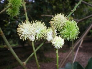 Bệnh phấn trắng trên cây chôm chôm