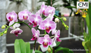 Ủ phân dê tưới lan giúp cây bền hoa, đẹp hơn