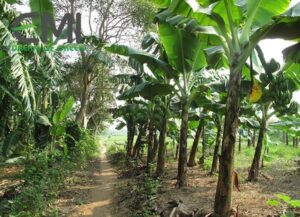 "bó tay" với bệnh chùn đọt trên cây chuối