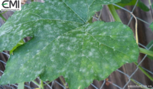 Bệnh đốm phấn trên cây dưa leo