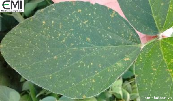 Bệnh đốm phấn trên cây đậu tương