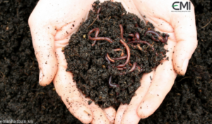2 mô hình nuôi trùn quế hiệu quả nhất