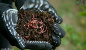 Lợi nhuận "khủng" từ chăn nuôi trùn quế tại Đồng Tháp