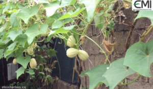 Bệnh thán thư trên su su