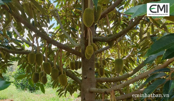 Sử dụng chế phẩm sinh học cũng góp phần ngăn chặn rụng trái sầu riêng non