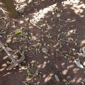 Rụng trái sầu riêng non