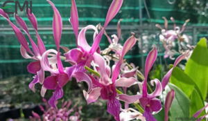 Cách trồng và chăm sóc hoa phong lan Dendro