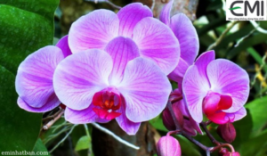 Cách chăm sóc phong lan mới trồng