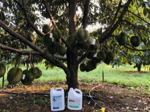 Vườn sầu sử dụng chế phẩm EMINA tưới gốc